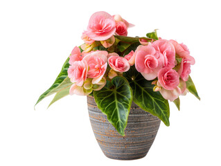 Delicate Pink Begonias in Textured Pot Floral Indoor Decor & Natural Beauty
