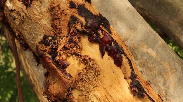tree sap on acacia arabica, gond arabic tree. chir gond or gum of moringa tree acacia gum. the tree from which edible Gum also known as acacia or gum Arabic, is obtained. gond natural resin derived