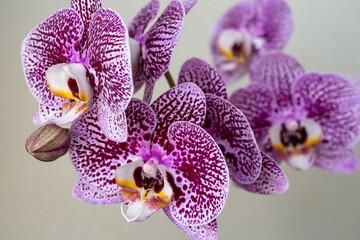 orchid Phalaenopsis