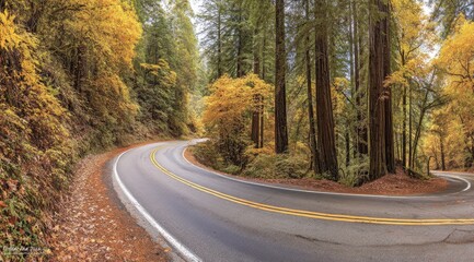Fototapeta premium Autumn Road Winds Through Forest of Changing Leaves