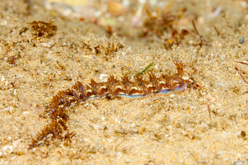 Mozambique, Maputo, Ponta do Ouro, Nudibranch, Sea slug