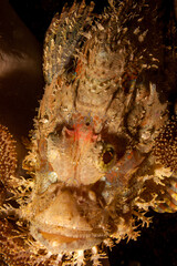Mozambique, Maputo, Ponta do Ouro, Scorpionfish (Scorpaenidae, sp.)