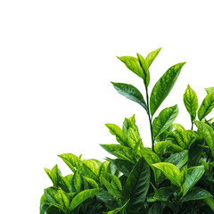 Green leaves with copy space isolated on white or transparent background