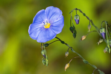 Blaue Bratsche