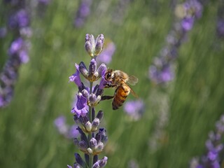 bee on lavender flower
