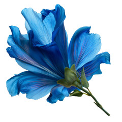 Blue flower isolated on white or transparent background