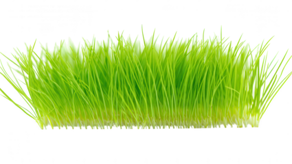Fresh Green Grass Blades on a White Background A Symbol of Spring and Natural Beauty