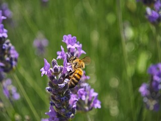 bee on lavender