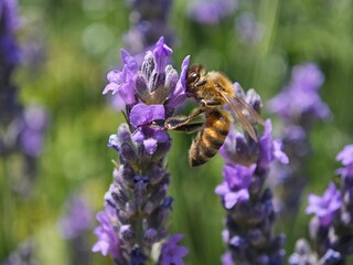 bee on lavender