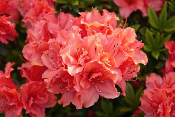 Obraz premium Beautiful coral azalea blossoms showcase their vibrant colors and intricate textures.