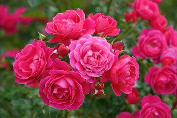 Obraz premium Stunning close up of a cluster of beautiful pink roses in full bloom.