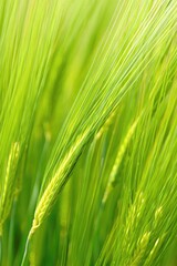 Naklejka premium Close up of fresh, green barley growing in a sunny field.