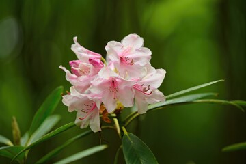 Obraz premium A stunning close up of a blooming pink rhododendron flower in its natural habitat.