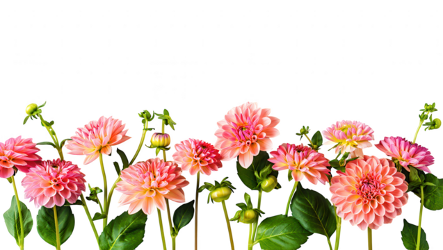 Pink Dahlia Blooms