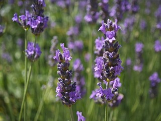 lavender field provence france