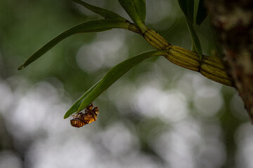 Cicada exoskeleton holding onto tree bark after molting