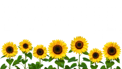 Sunflowers Border