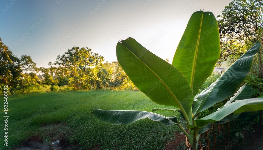 Poster small banana leaf distinctive banana plant tiny banana in a tropical garden with copy space image pl