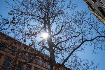 Heat stress for Berlin's street trees