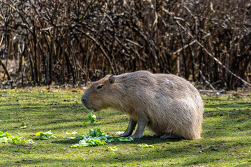 Capybara, Hydrochoerus hydrochaeris grazing on fresh green grass