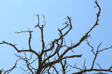 Tree with bare branches under blue sky, low angle view