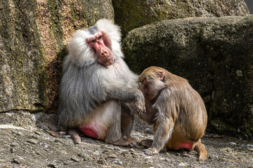 Hamadryas baboon, papio hamadryas, sitting together and grooming each other.