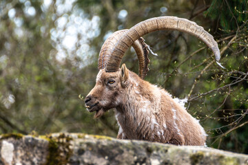 Male mountain ibex or capra ibex on a rock living in the European alps