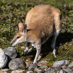 The agile wallaby, Macropus agilis also known as the sandy wallaby