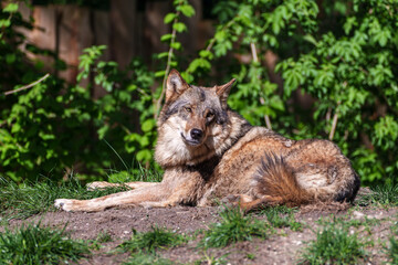 Obraz premium European Grey Wolf, Canis lupus in a german park