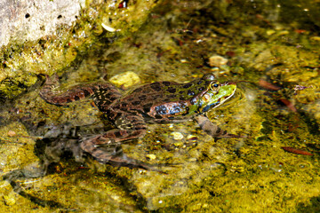 Common frog, Rana temporaria, single reptile croaking in water, also known as the European grass...
