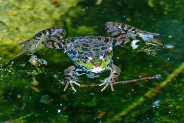 Common frog, Rana temporaria, single reptile croaking in water, also known as the European grass...