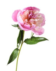 One beautiful peony flower with water drops isolated on white