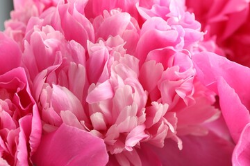 Bouquet of beautiful peonies as background, closeup