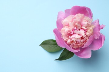 Beautiful peony and green leaves on light blue background, flat lay. Space for text