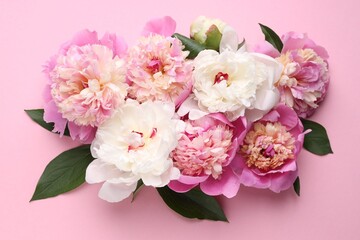Beautiful peonies and green leaves on pink background, flat lay