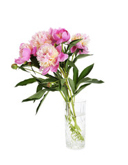 Bouquet of beautiful peonies in vase isolated on white