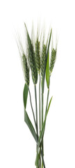 Beautiful green wheat spikes isolated on white