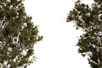 Fototapeta premium A digitally manipulated image featuring two dark-green, shrub-like plants, meticulously detailed, set against a stark black backdrop, creating a symmetrical, almost mirror-like effect. 