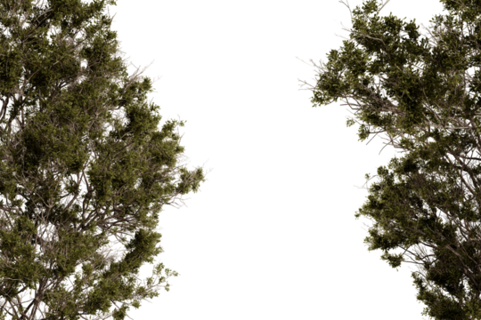 A digitally manipulated image featuring two dark-green, shrub-like plants, meticulously detailed, set against a stark black backdrop, creating a symmetrical, almost mirror-like effect. 