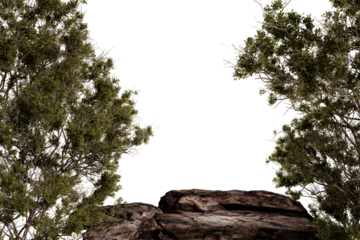 A dark, moody image shows a rocky outcrop partially obscured by dense, green shrubbery.  The shrubs frame a shadowy opening, creating a sense of mystery and depth. 