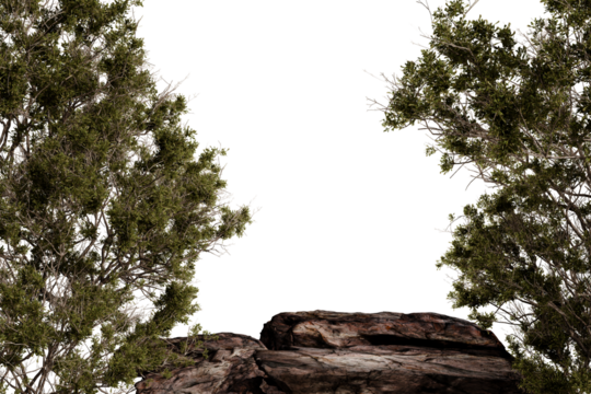 A dark, moody image shows a rocky outcrop partially obscured by dense, green shrubbery.  The shrubs frame a shadowy opening, creating a sense of mystery and depth. 