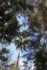 Obraz premium trees in the woods