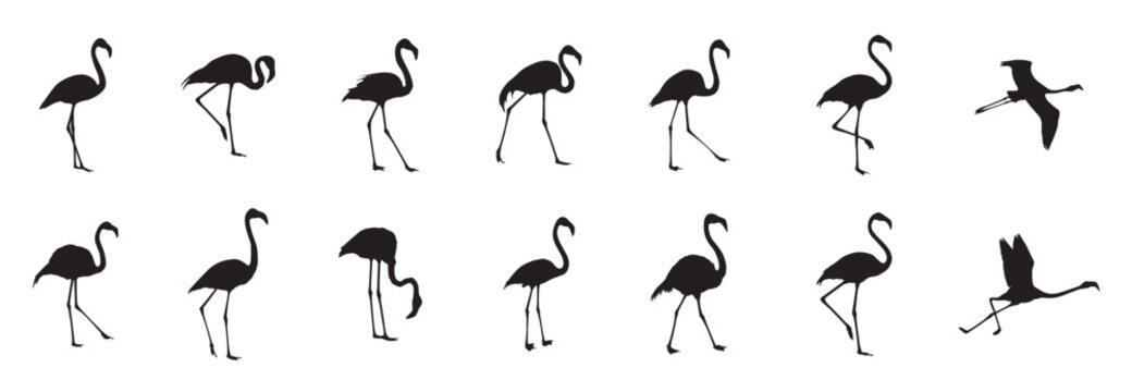 Elegant silhouettes of flamingos in various poses, perfect for minimalist design or nature-themed projects. These graceful birds showcase, Set of flamingos silhouettes drawing on a white background.