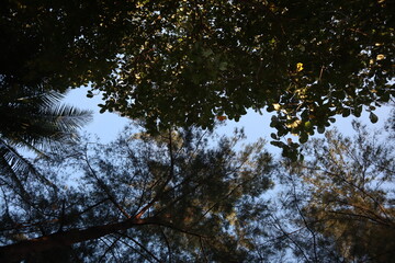 trees and sky