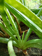 Obraz premium aloe vera plant