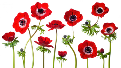 Vibrant Red Anemones Isolated on White Background A Floral Still Life