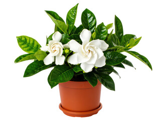 Obraz premium Potted Gardenia Close-up of Beautiful White Blossoms and Lush Green Leaves, a symbol of peace and tranquility.