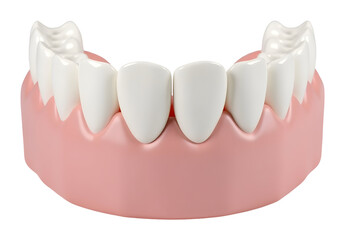 Close up of dental arch model showing white teeth and pink gums in detail