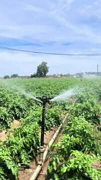 Vertical sobre aspersores en cultivo de patatas con sonido 