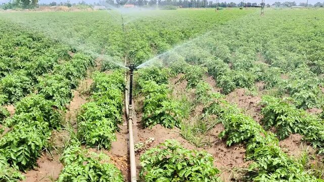 Vista completa horizontal de eficacia riego por aspersores en plantaci&oacute;n de patatas 
